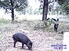 Barbecue on The  Hoof-pigs-feeder-small-.jpg