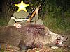 Lets see some of your Hogs-Exotic pics-big-hog.jpg