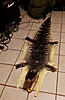 Central FL Alligator hunt-rug.jpg