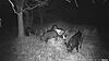 Crossbow hunting Hogs-00001112.jpg