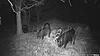 Crossbow hunting Hogs-00001116.jpg