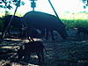 some hog pics-149.jpg