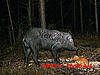 Weigh this Hog for me.-mdgc0022.jpg