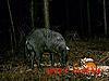 Weigh this Hog for me.-mdgc0024.jpg