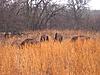 Daughters 1st Bowkill-Cow Buffalo-im005195.jpg