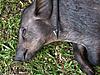 Pig control scouting result-hoglet_slick-trick.jpg