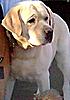 At stud ridgeviews true grit - yellow lab-waldman72-2_crop.jpg