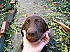 Northern California AKC &quot;Hightest&quot; Chocolate labs-pups-12162010-003.jpg