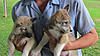 WSL Laika pups-img_0157.jpg