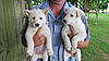 WSL Laika pups-img_0161.jpg