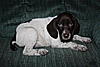 German Shorthair Puppies for Sale-img_3637-koffee-7wks.jpg