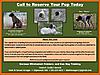 German Wirehaired Pointer pups-2012_pup_flyer_-__axle_x_charlie.jpg