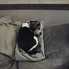 Beagle pups-jenny.jpg