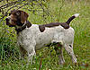 GWP Liter just born Sired by Backwoods Flexible Flyer-archie4.jpg