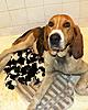 Treeing Walker Pups, New Mexico Big Game Hounds-dscn5560.jpg