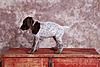 National Champion Sired GSP Pups-female_1a.jpg