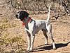 Elhew/Miller Wild Bird/Field Trial Puppies - Born 6/13/17 (9 Males - 3 Females)-arizona-quail.jpg