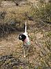 Elhew/Miller Wild Bird/Field Trial Puppies - Born 6/13/17 (9 Males - 3 Females)-west-texas-quail.jpg