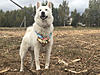 West Siberian Laika pups for sale-5d.jpg