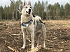 West Siberian Laika pups for sale-6.jpg