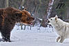 West Siberian Laika pups for sale-9.jpg
