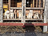 West Siberian Laika pups for sale-1.jpg