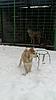 West Siberian Laika pups for sale-img_6807.jpg