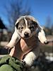 West Siberian Laika pups for sale-img_8910.jpg