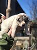 West Siberian Laika pups for sale-img_8908.jpg