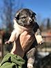 West Siberian Laika pups for sale-img_8904.jpg