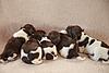 Small Munsterlander Puppies For Sale-puppy-picture-1.jpg