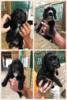 English Cocker Spaniels [Field Bred]-collage.png