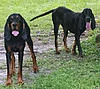 Old-fashioned Black and Tan coonhound pups-9eedd9db-2091-49bd-bb31-0430f2684fce.jpeg