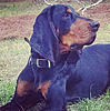 Old-fashioned Black and Tan coonhound pups-5eb97a52-6f4a-41ff-a686-d6d1ed4d9f75.jpeg