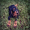 Old-fashioned Black and Tan coonhound pups-aaa07ee3-ef11-46b7-af1a-4829e5953975.jpeg