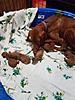 AKC Registered Hungarian Vizsla Puppies for Sale-67679750_10220232635146362_6341039052380176384_n.jpg