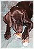 Elk Antler Dog Chews 4 sizes-gm-dcm1.jpg