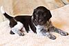 German Longhaired Pointer (Deutsch Langhaar) Puppies!-alder1.jpg