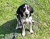 Coonhound Pup For Sale-20200701_215933.jpg