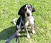 Coonhound Pup For Sale-20200701_215850.jpg