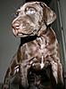 AKC/NAVHDA Liver GSP breeding MH/VC Bloodlines (NY)-male-4.jpg