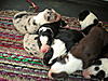 Border Collie puppies for sale.-dscn1178.jpg