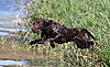 Choc Lab Pups from AAQ-GMHR-HRCH-MH-mountains-top-watermark-n-woody-jumping.jpg