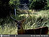 Snow and Rain Damaged Trail Camera-trailcamcover-.jpg