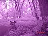 IR Digital Trail Camera - SonyP32 Homebrew - 0 TYD-day-example-pic.jpg