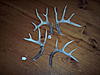 Real Deer Antler Rattling Antlers-rattlingantlers2.jpg