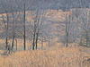 560 acre farm greene county illinois-dsc00444.jpg