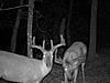 Buffalo County WI Whitetail Hunts-mdgc0034.jpg
