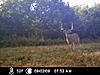 Ne missouri or se iowa trophy whtetail deer hunt-icam0103.jpg