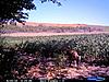 Kansas Hunting Property w/ Food and Lodging-cdy_0079-large-.jpg